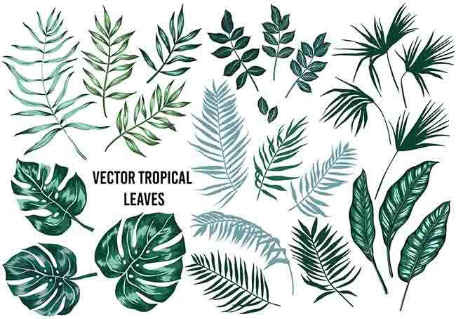 Leaf